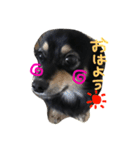 チワックスのタロちん（個別スタンプ：1）