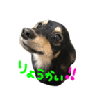 チワックスのタロちん（個別スタンプ：3）