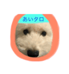 トイプードルのあいたろー（個別スタンプ：2）