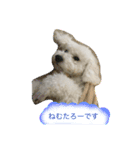 トイプードルのあいたろー（個別スタンプ：4）
