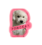 トイプードルのあいたろー（個別スタンプ：7）