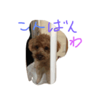 raifu passe1（個別スタンプ：8）