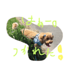 raifu passe1（個別スタンプ：16）