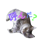 rara cat stamp（個別スタンプ：1）