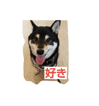 黒柴ゴン太君3（個別スタンプ：2）