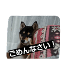 黒柴ゴン太君3（個別スタンプ：7）