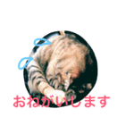 うちのそらちゃん（個別スタンプ：3）