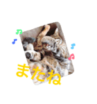 うちのそらちゃん（個別スタンプ：6）