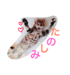 うちのそらちゃん（個別スタンプ：7）