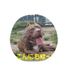 GDKENNELスタンプ第3弾（個別スタンプ：6）