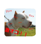 GDKENNELスタンプ第3弾（個別スタンプ：7）