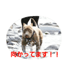 GDKENNELスタンプ第2弾（個別スタンプ：8）
