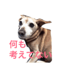 我々の愛してやまないリトル君スタンプ！（個別スタンプ：1）