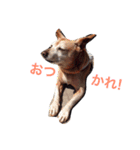 我々の愛してやまないリトル君スタンプ！（個別スタンプ：8）