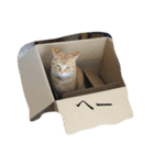 ニャンコたまにワンコ（個別スタンプ：3）