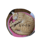 ニャンコたまにワンコ（個別スタンプ：9）