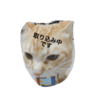 ニャンコたまにワンコ（個別スタンプ：11）