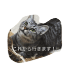 ニャンコたまにワンコ（個別スタンプ：13）