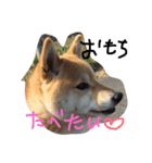 shibainu HARU 2018（個別スタンプ：1）