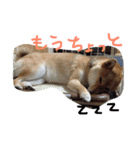 shibainu HARU 2018（個別スタンプ：2）