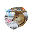 shibainu HARU 2018（個別スタンプ：3）