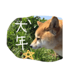 shibainu HARU 2018（個別スタンプ：4）