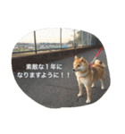 shibainu HARU 2018（個別スタンプ：5）