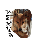 shibainu HARU 2018（個別スタンプ：7）