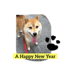 shibainu HARU 2018（個別スタンプ：8）