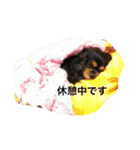 うちのチャミーちゃん（個別スタンプ：6）
