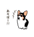ゆるい黒コーギースタンプ（個別スタンプ：3）