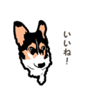 ゆるい黒コーギースタンプ（個別スタンプ：5）