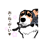 ゆるい黒コーギースタンプ（個別スタンプ：7）