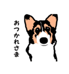 ゆるい黒コーギースタンプ（個別スタンプ：8）
