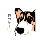 ゆるい黒コーギースタンプ（個別スタンプ：9）
