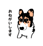 ゆるい黒コーギースタンプ（個別スタンプ：10）