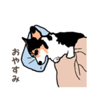 ゆるい黒コーギースタンプ（個別スタンプ：12）
