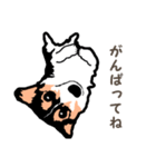 ゆるい黒コーギースタンプ（個別スタンプ：14）