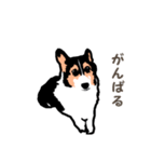 ゆるい黒コーギースタンプ（個別スタンプ：15）
