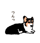 ゆるい黒コーギースタンプ（個別スタンプ：19）