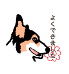 ゆるい黒コーギースタンプ（個別スタンプ：32）