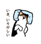 ゆるい黒コーギースタンプ（個別スタンプ：37）