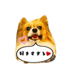 パピチワ『サスケ』＆パピヨン『まつり』3（個別スタンプ：4）