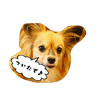 パピチワ『サスケ』＆パピヨン『まつり』3（個別スタンプ：31）