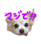 ロビンくんの日常（個別スタンプ：7）