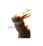 どうぶつ達のおしゃべり（個別スタンプ：5）
