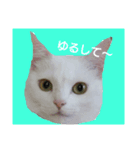 どうぶつ達のおしゃべり（個別スタンプ：6）
