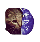 シャルメ（個別スタンプ：1）