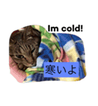 シャルメ（個別スタンプ：4）