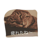 シャルメ（個別スタンプ：6）